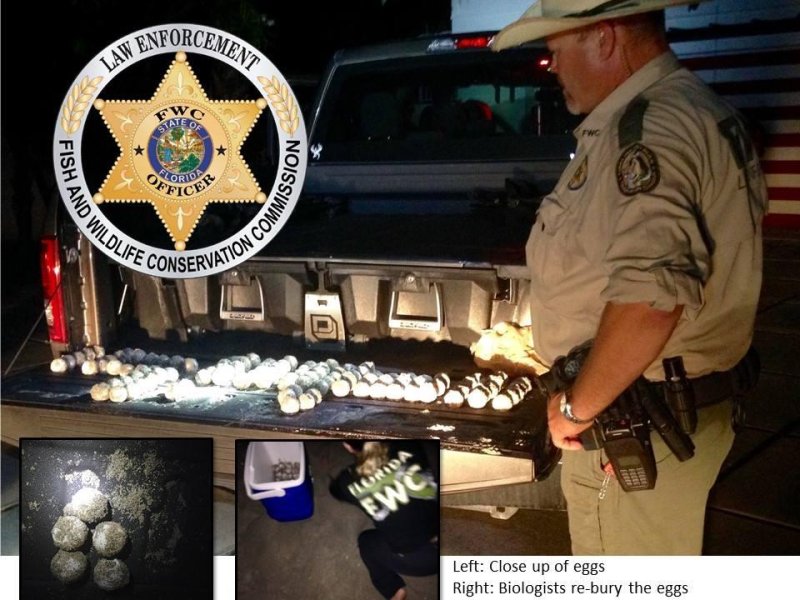 Police arrested a Florida man reportedly caught stealing more than 100 sea turtle eggs from a loggerhead turtle as she was laying them, according to the Florida Fish and Wildlife Conservation Commission.