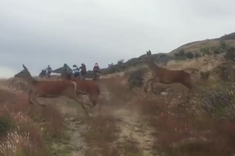 A herd of deer crosses a trail in the middle of a group of racing mountain bikers. Screenshot: Adam Wilson/Facebook