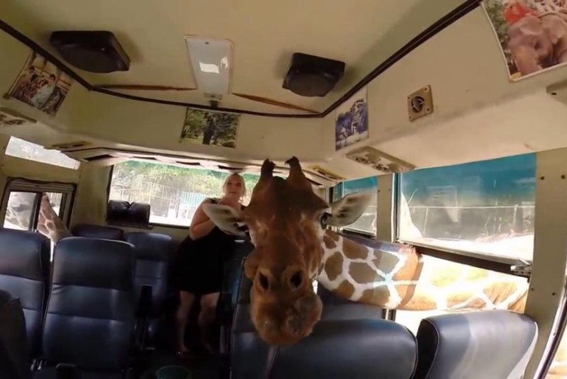 Tourists in bus 'attacked by friendly giraffes' at Thailand zoo