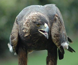 Golden eagles found dead at wind farm