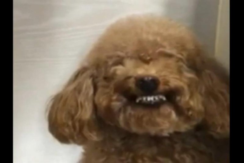 A Chinese poodle's unusual trick involves smiling like a human. Screenshot: Newsflare