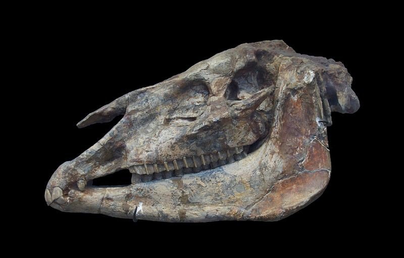 Fossil of ancient horse found in China