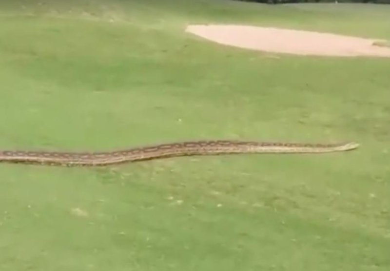 A massive South African python, estimated to be about 11 feet long, was spotted slithering along a golf course in South Africa.  Screen capture/KwaZulu-Natal Amphibian and Reptile Conservation/Facebook