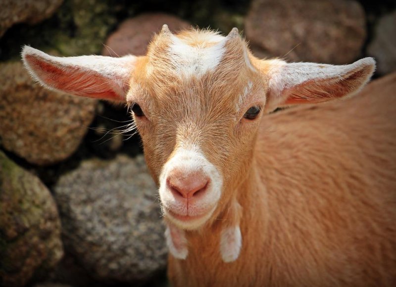 Residents of the Preston Heights neighborhood of Cambridge, Ontario, were able to wrangle a loose goat spotted wandering around their homes, but a second goat fled the scene before it could be captured. <a href="https://pixabay.com/photos/goat-animal-horns-mammal-kid-1438254/">Photo by pixel2013/Pixabay.com</a>