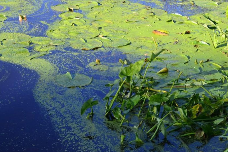 Cyanobacteria, or blue-green algae, released harmful toxins and deplete oxygen levels in the lakes and ponds where they bloom. Photo by <a href="https://pixabay.com/photos/green-blue-water-lilies-nature-734010/">Pixabay</a>/CC
