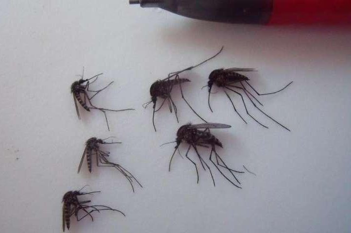Giant arctic mosquitoes. Photo by Dartmouth/Lauren Culler