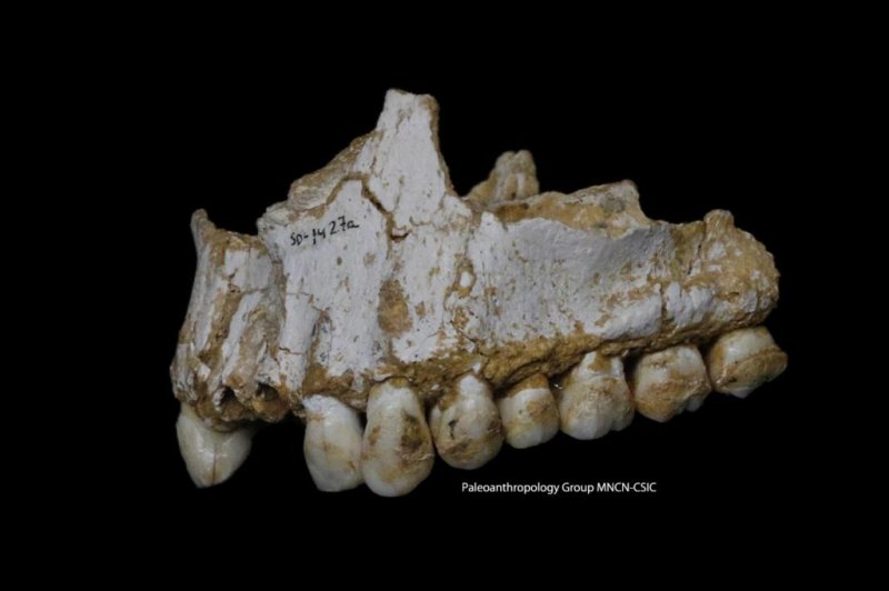 Researchers found the genetic remnants of medicinal plants trapped in ancient Neanderthal plaque, suggesting early humans had a greater knowledge of medication than previously thought. Photo by Paleoanthropology Group MNCN-CSIC