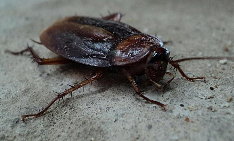 Pest control company Pest Informer is offering homeowners $2,000 to have 100 cockroaches released into their homes to test out new methods of getting rid of the bugs. Photo by PublicDomainPictures/Pixabay.com