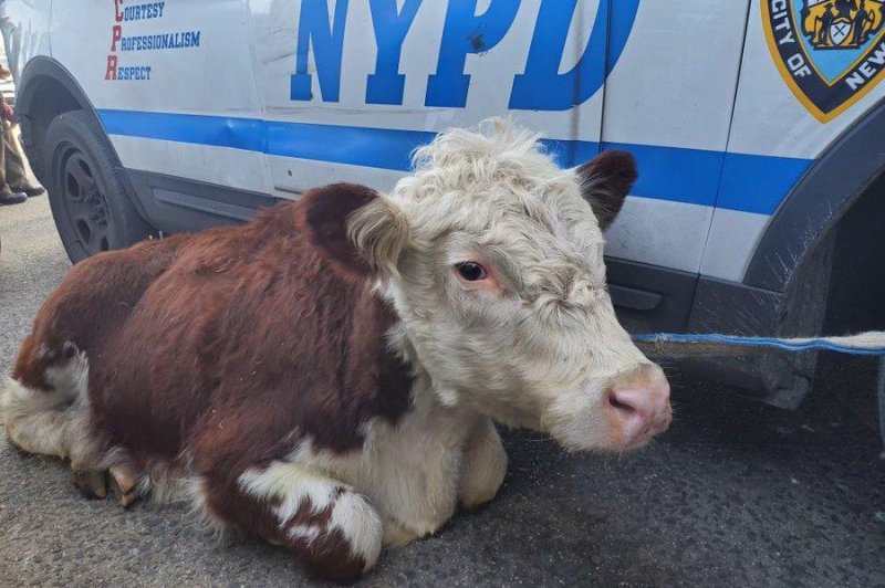 Cow that escaped New York slaughterhouse moves to sanctuary