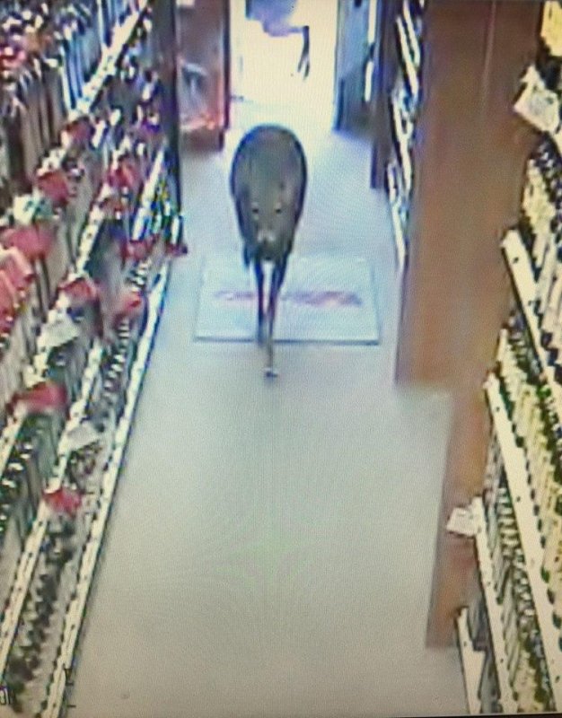 A deer was caught on security camera browsing around a Virginia liquor store after managing to push open the front door.  Photo by Virginia Department of Alcoholic Beverage Control/Facebook