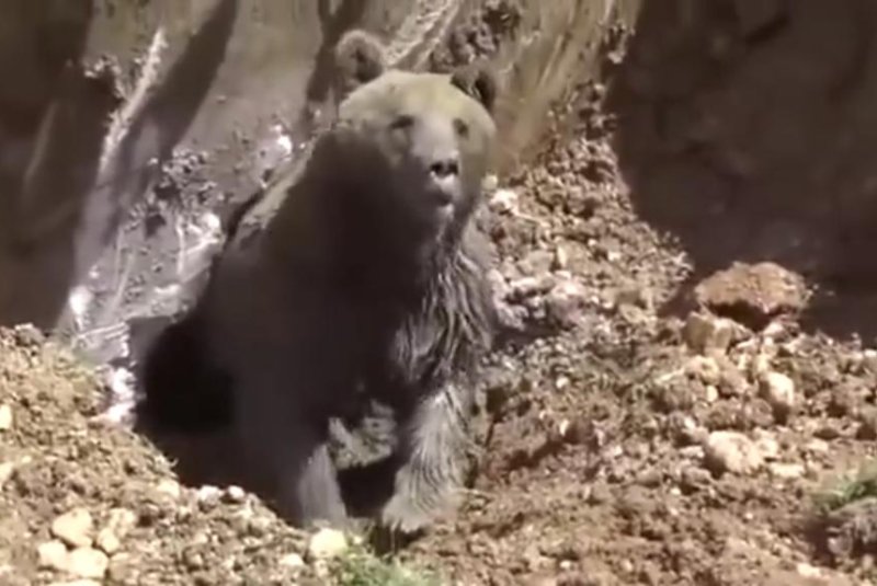 Winnie-the-Poo: Angry bear rescued from septic tank