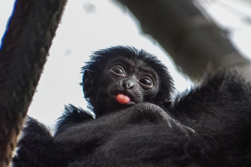 The Virginia Zoo in Norfolk is auctioning off the chance to name is new baby siamang ape. Photo courtesy of the Virginia Zoo
