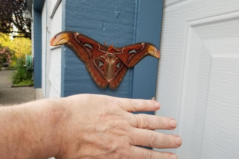 A University of Washington professor snapped photos of a massive moth he spotted on his Bellevue garage. The Washington State Department of Agriculture said the insect is the first atlas moth documented in the United States. Photo courtesy of the Washington State Department of Agriculture