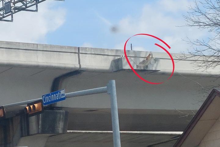 Oliver, a cat nicknamed "Stunt Devil Bridges" by San Antonio Animal Care Services being rescued from a highway overpass ledge earlier this month, has been reunited with his owners. Photo courtesy of San Antonio Animal Care Services/Facebook