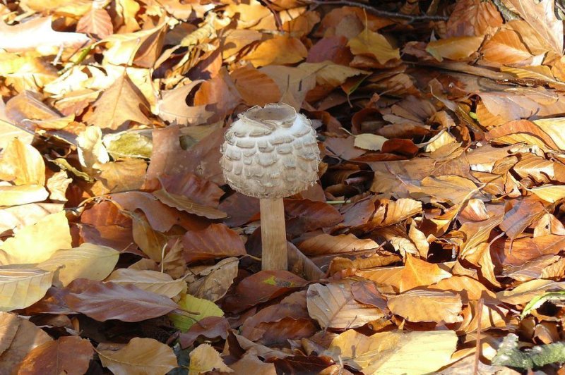 National Mushroom Hunting Day was founded by a writer in 2014