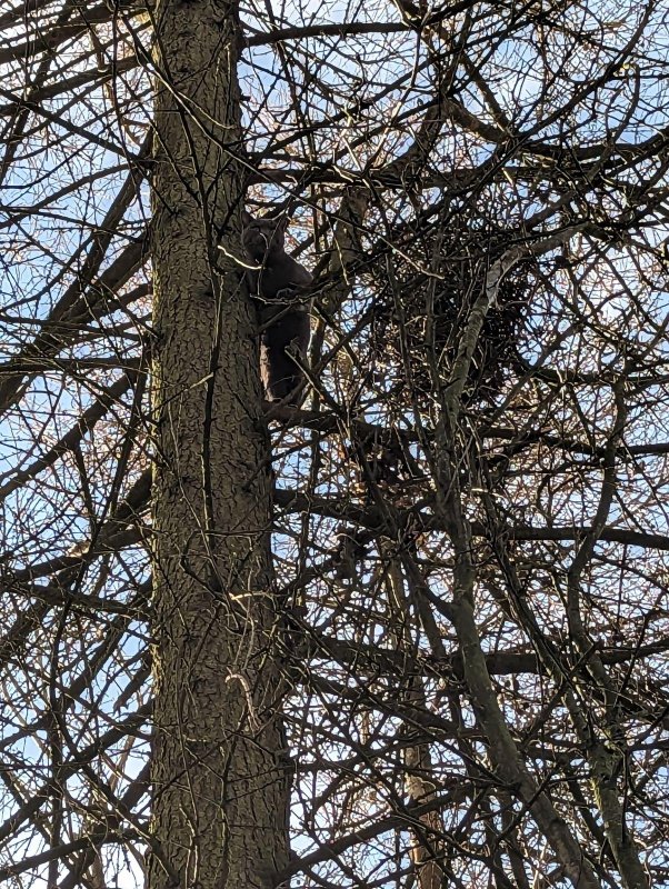 A tree trimmer ascended about 50 feet up a Keighley, England, tree to rescue a cat that had been stranded on a branch for two days. Photo courtesy of the RSPCA