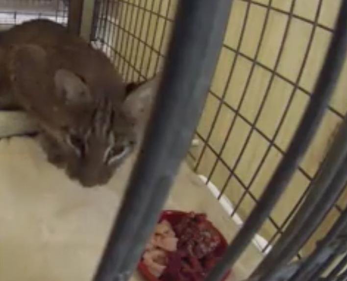 Florida animal rehabilitation center Big Cat Rescue shared video of Thor the bobcat enjoying a nighttime meal. Thor suffered several injuries, including a broken jaw when he was hit by a car in February. He is set to receive surgery and possibly a titanium tooth on March 14. Screen capture/Big Cat Rescue/Facebook