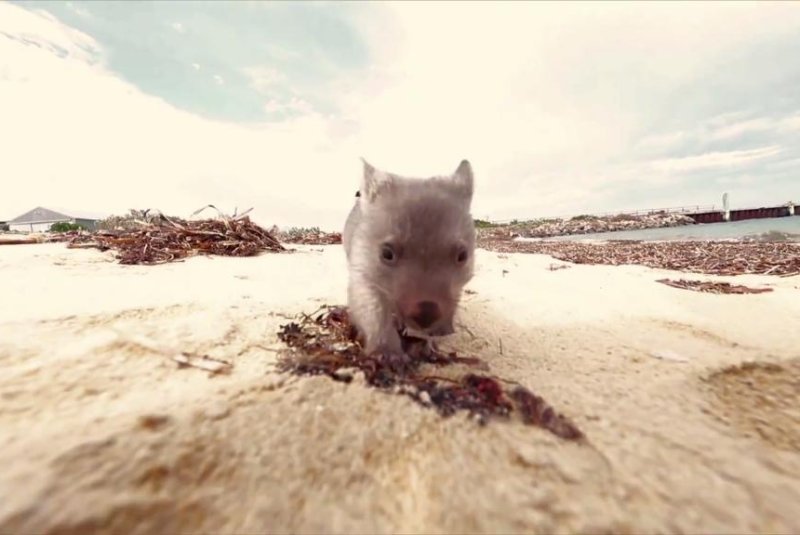 Derek the wombat is seeking a "Chief Wombat Cuddler" to visit him for three nights on Flinders Island. Screenshot: Visit Tasmania/YouTube