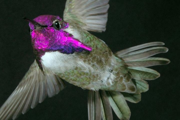 Male Costa's hummingbirds perform high-speed dives to create a unique "song" with their tail feathers and show-off in front of potential mates. Photo by Christopher Clark/UC Riverside