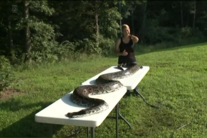 Leagh Dement stands with the 14-foot, 7-inch Burmese python her husband, Clayton, shot this week in Warren County, Mo. KTVI-TV video screenshot
