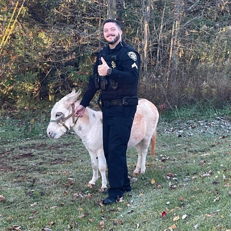 Georgia deputy called to capture loose donkey 'with a mask on'
