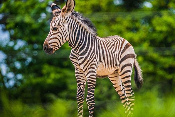Louisville Zoo announces birth of Hartmann's mountain zebra
