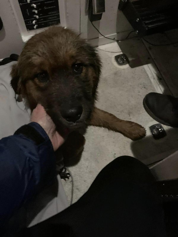 An escaped puppy named Bear was seen entering the Hudson River in New York on Saturday night and was rescued from under a New Jersey pier nearly three days later. Photo courtesy of Edgewater Fire Company #1/Facebook