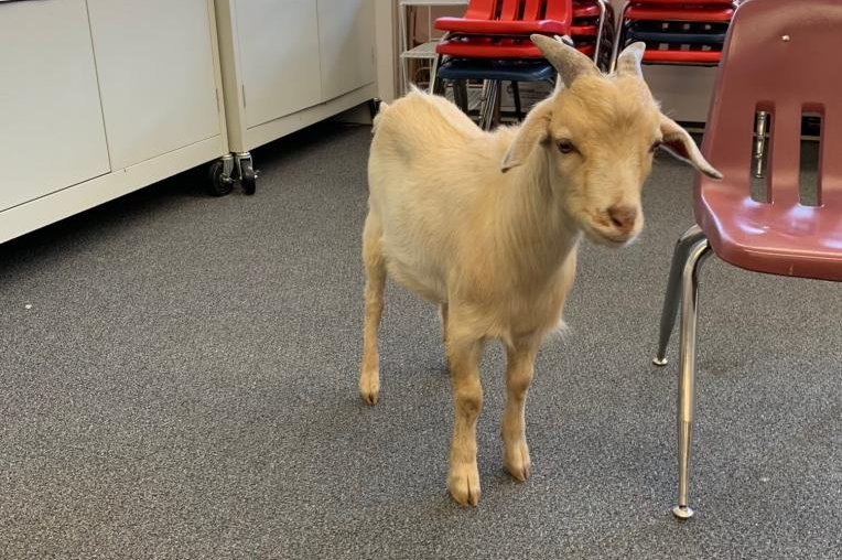 A pair of goats escaped from their home in Salt Lake City and wandered into Morningside Elementary School, where they were captured by animal control officers and returned to their owner. Photo by the Granite School District/Facebook