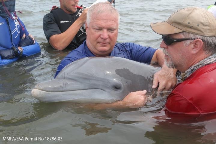 Scientists have been regularly capturing, sampling and releasing bottlenose dolphins exposed to the Deepwater Oil spill in 2010, and report that the immunological effects on the mammals can still be seen -- even in younger dolphins. Photo by Todd Speakman