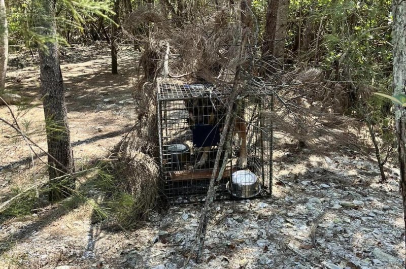 A German shepherd was captured in a baited trap and taken to an animal shelter after being stranded for multiple days on an island off the coast of Vero Beach. Photo courtesy of the Vero Beach Police Department/Facebook