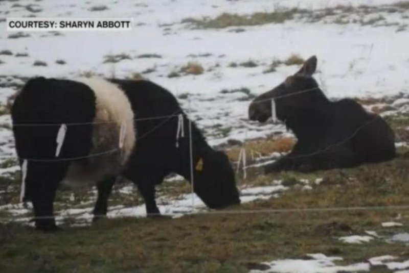 A moose and a cow lounge together on a Vermont farm. Screenshot: NECN