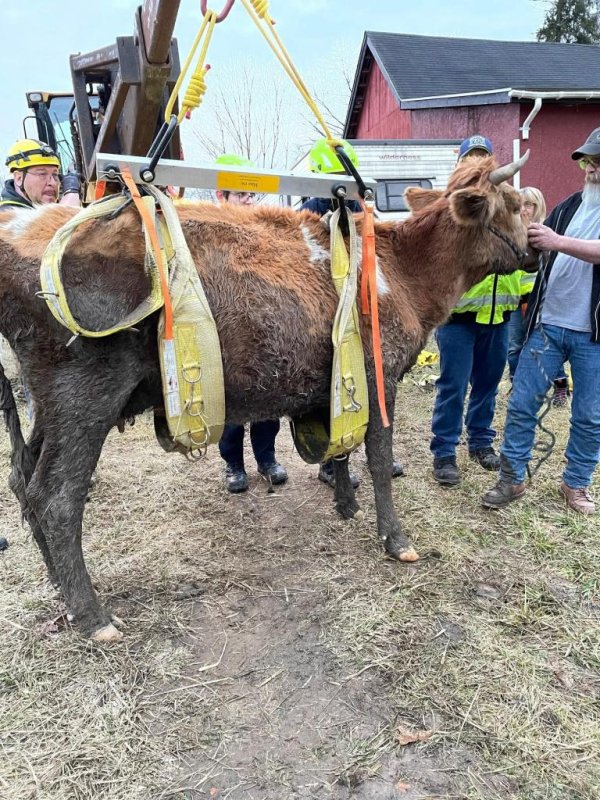 Emergency responders in Pennsylvania used a sling to hoist a cow that was stuck in chest-deep mud for about 12 hours in the Jeanette area. Photo courtesy of&nbsp;Westmoreland/Fayette/Allegheny County Animal Response Team/Facebook