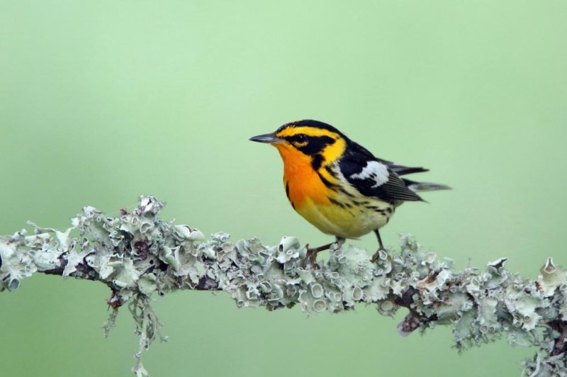 Genes controlling warbler colors evolved through two separate processes