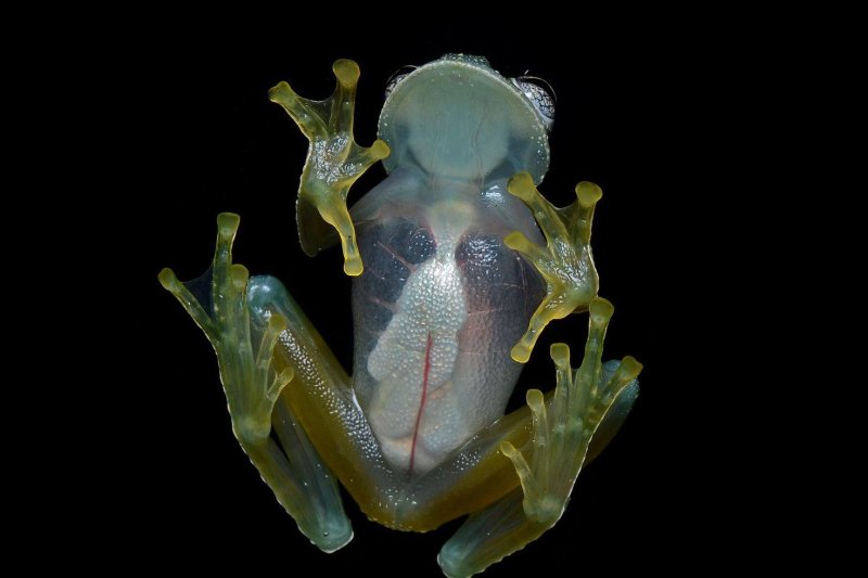 Researchers have discovered that glass frogs become transparent while they sleep by storing their red blood cells in their livers. Photo by Geoff Gallice/Wikimedia Commons