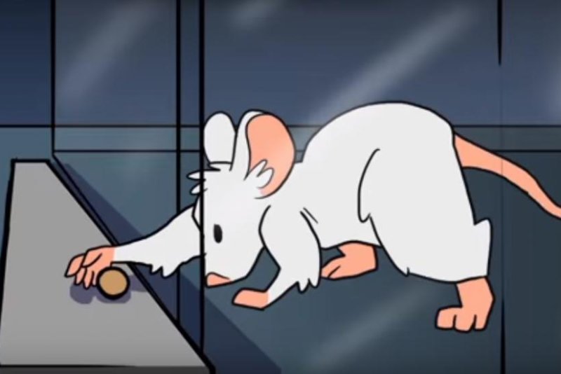 Mice were taught to grab a food pellet through a slit in their cage -- an unnatural skill for four-legged animals -- before scientists induced a strokes. Those that had a second stroke in the same region of their brain recovered the skill faster than mice what had a stroke in a different region. Photo by Johns Hopkins School of Medicine/YouTube.com
