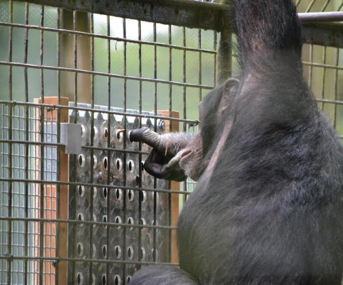Chimpanzee works puzzle at British zoo. Credit: Zoological Society of London