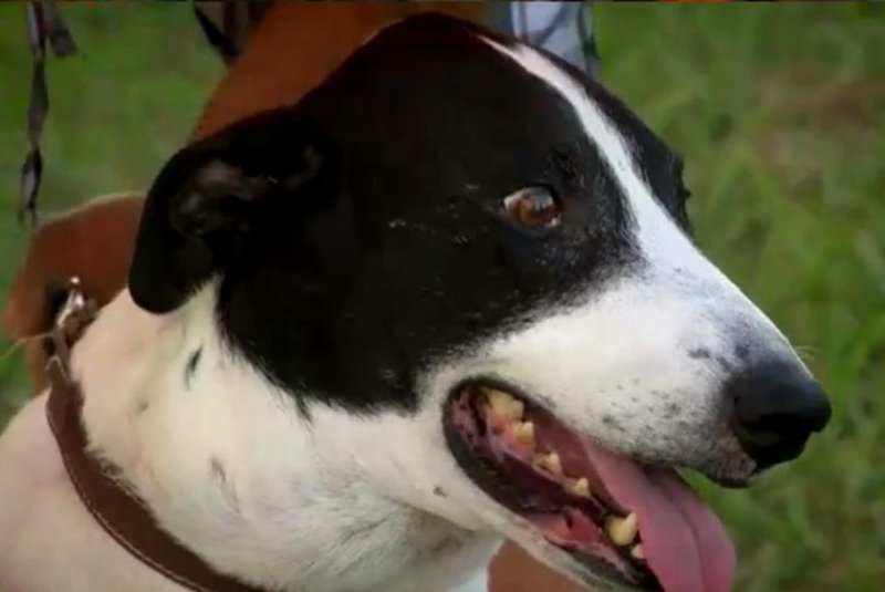 Puppers, Florida resident Tom Herbet's dog, took a rattlesnake bite to the face while protecting her owner from the serpent. Screenshot: WNYT Television