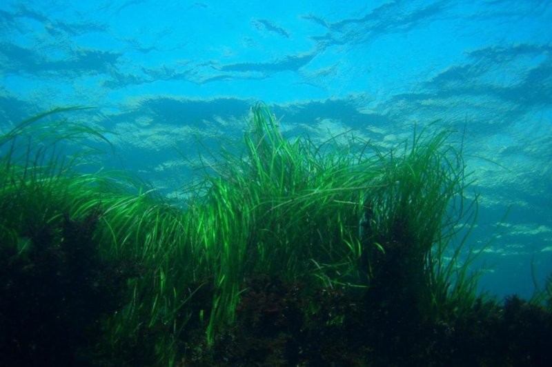 Seagrass meadows offer protection and food for a variety of marine organisms, in addition to absorbing CO2. Photo by Claire Fackler/CINMS/NOAA