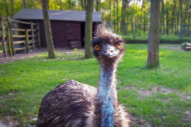 An emu on the loose in Kawakawa, New Zealand, was captured four days after its escape. Photo by pixelRaw/pixabay.com