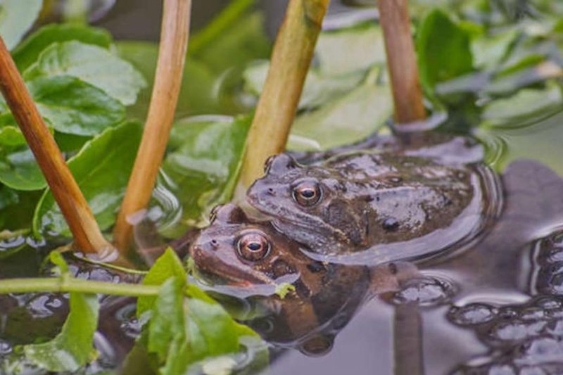 Climate change is helping spread a deadly virus among frogs in Britain