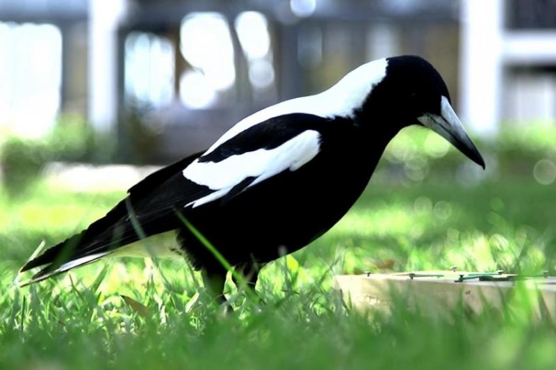 Researchers tested the intelligence of magpies from different sized groups. Photo by Benjamin Ashton/University of Western Australia