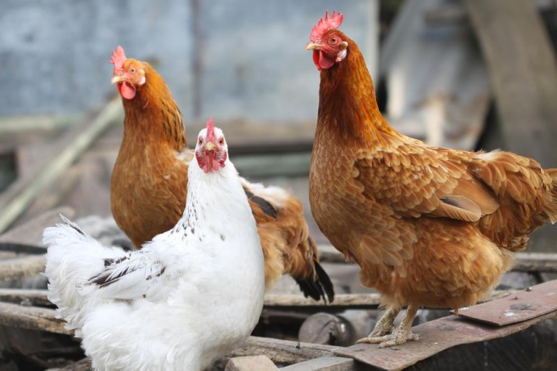 Venezuela seizes 70K pounds of bad chicken