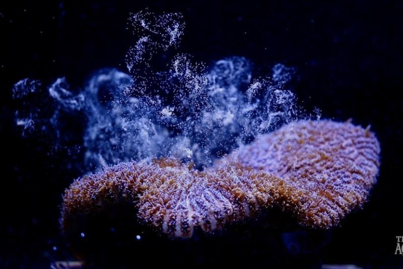 Florida Aquarium reproduces Atlantic coral in lab for first time