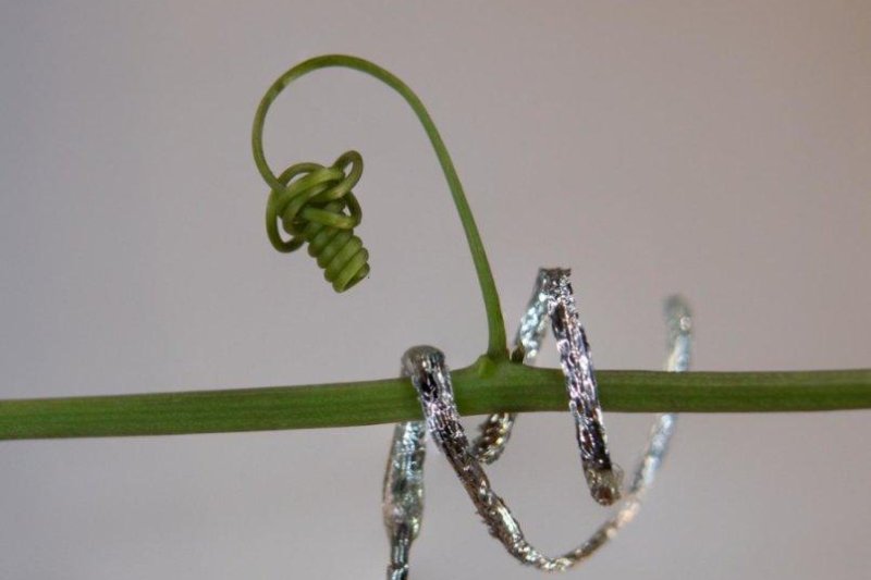 The new tendril-like soft robot is pictured curling itself around the stalk of a passionflower. Photo by IIT-Istituto Italiano di Tecnologia