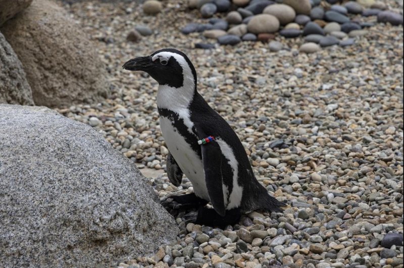 Lucas, a penguin at the San Diego Zoo, was given a second chance at life after he was fitted with a pair of prosthetic boots. Photo courtesy of San Diego Zoo