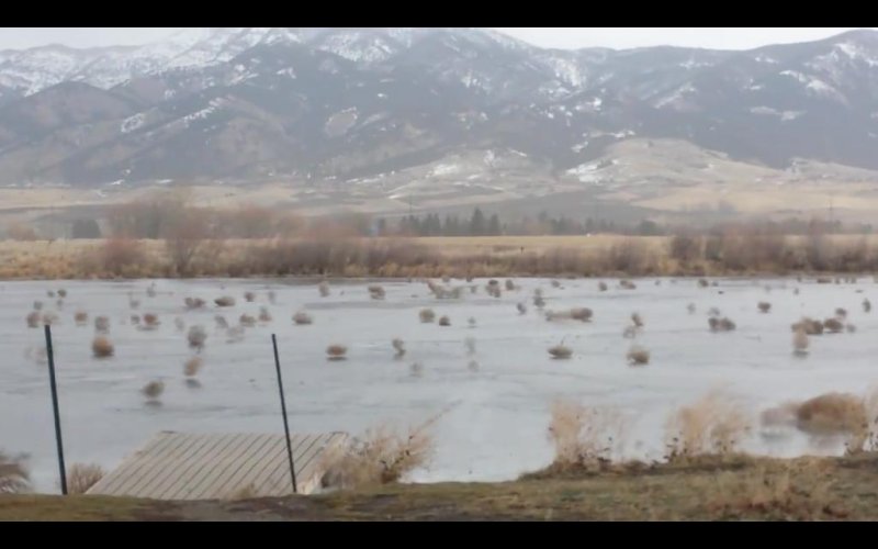 Thousands of tumbleweeds blow across frozen Montana lake