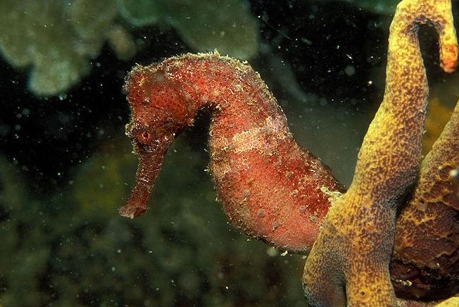 Seahorse heads are perfectly shaped to catch prey