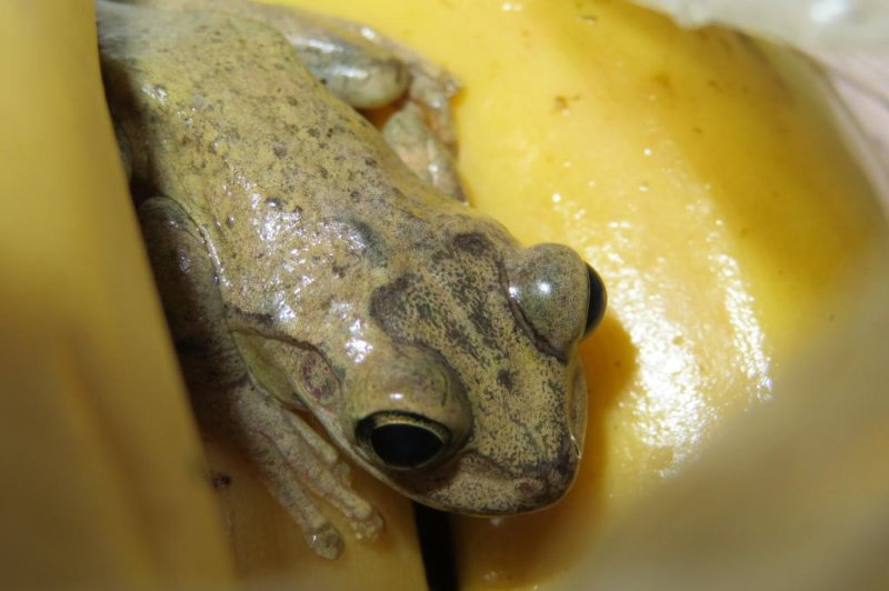 A tiny tree frog was found to have stowed away from the Dominican Republic to Britain by hiding in a shipment of bananas. Photo courtesy of the RSPCA