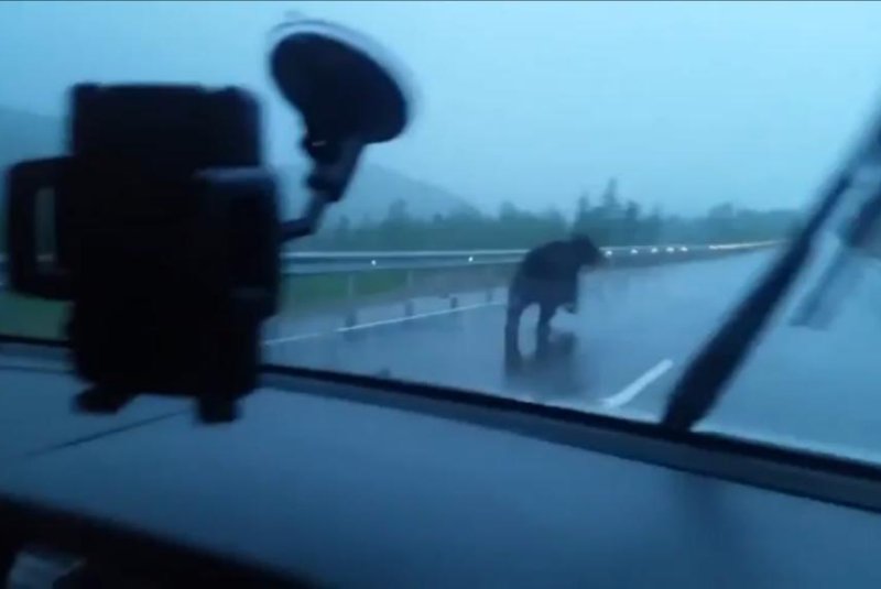 Brown bear follows rules of the road in Russia