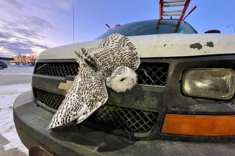 Snowy owl recovering after rescue from front grill of van